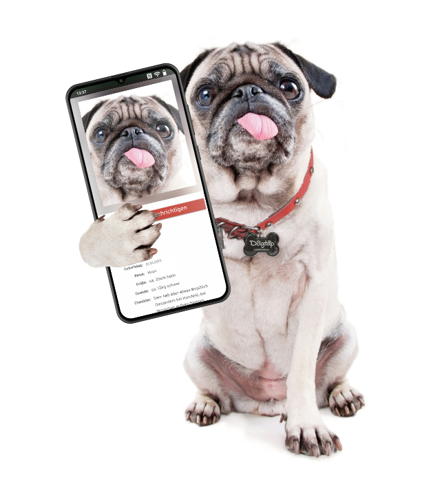Pug with a black dogtap on his collar showing a smartphone with his face on it facing forward