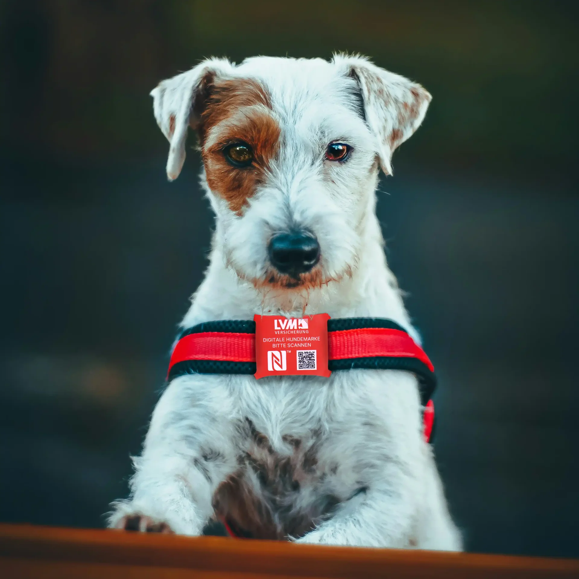Dogtap Light Big - LVM Edition - Digitale Hundemarke - Silikon - 67 x 40 mm - rot
